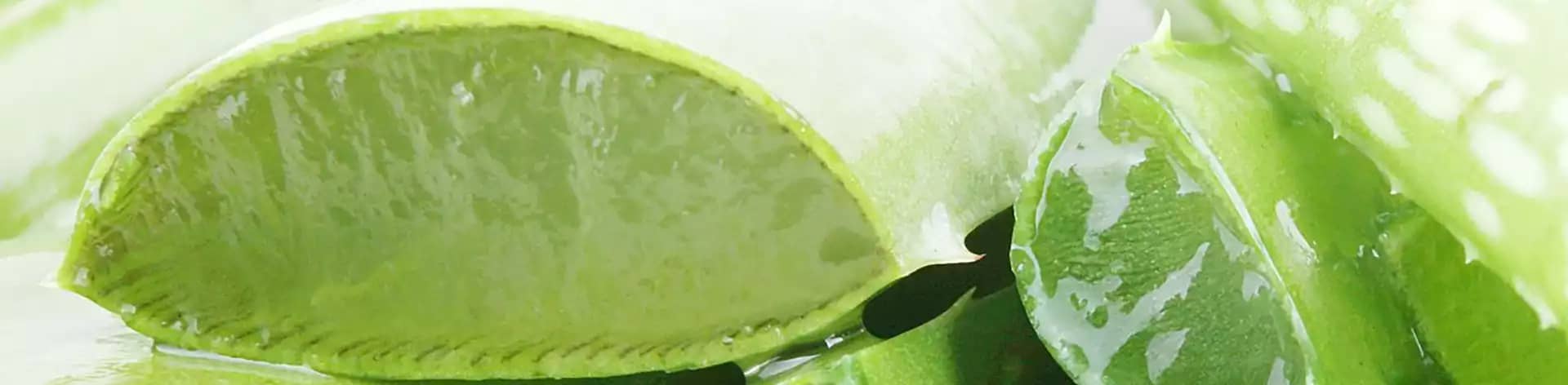 Aloe vera