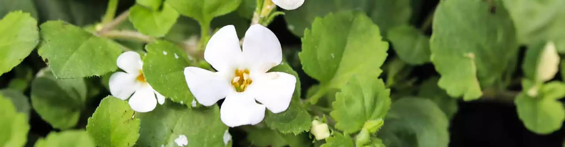 Bacopa Monnieri