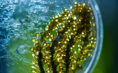 Olje iz alg: veganski vir omega-3 in DHK